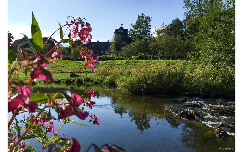 Die Ruhr in Olsberg bei schönem Wetter am Morgen