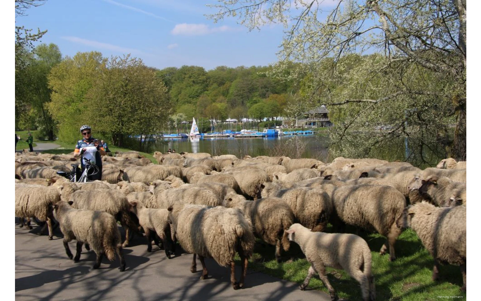 Zauberhaft Reisen Ein Radfahrer zwischen einer Schafsherde, die gerade den RuhrtalRadweg überquert.