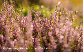 Heideblüte