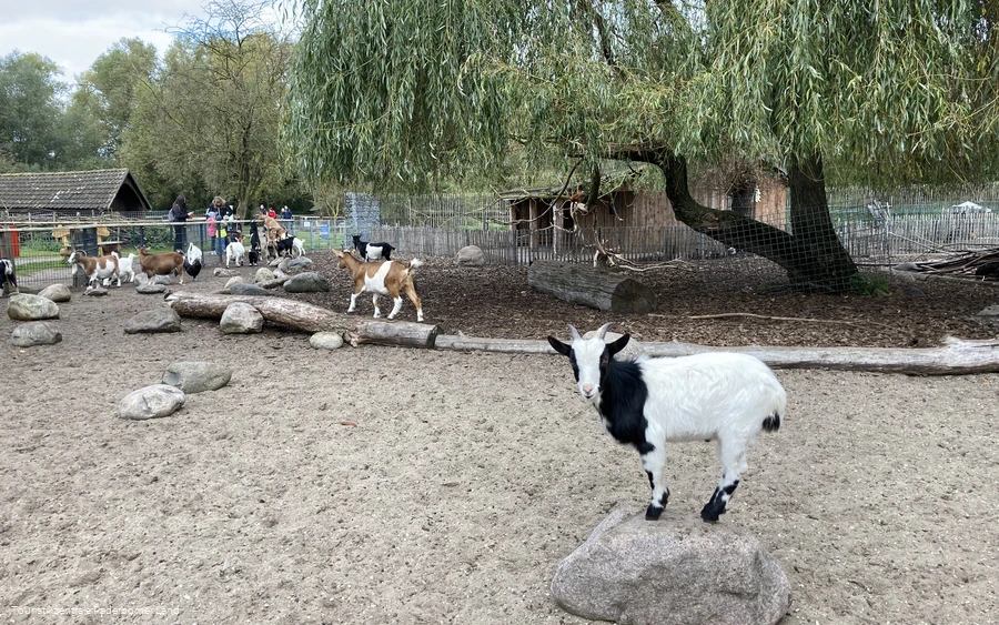 Tierpark Nadermann | Delbrück
