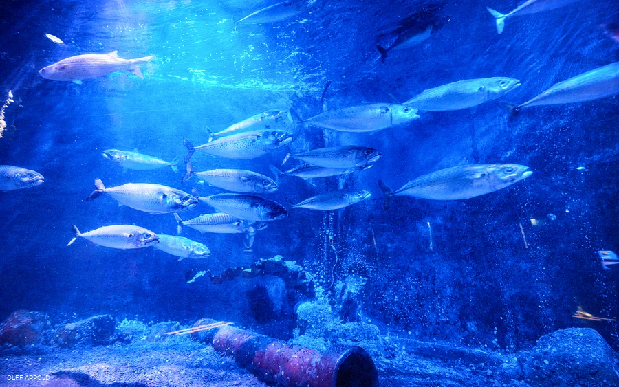 SEA LIFE Oberhausen