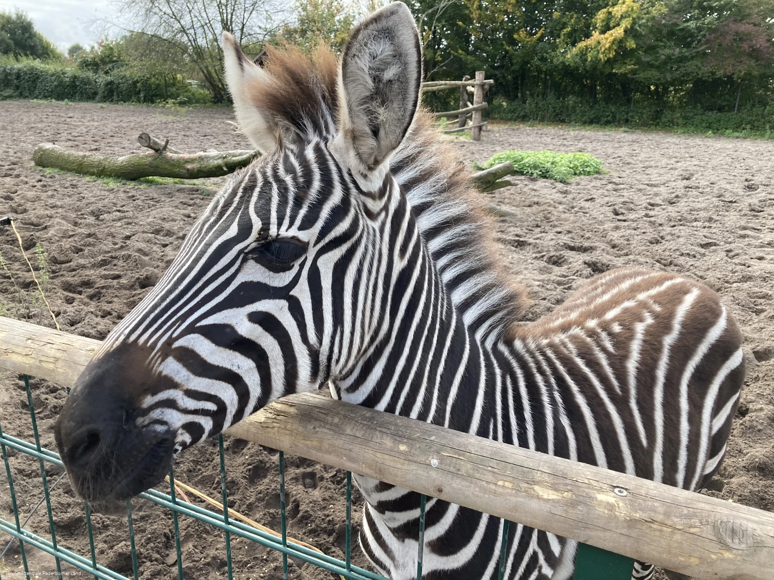 Tierpark Nadermann | Delbrück